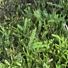 Pseudanomodon attenuatus