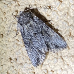 Lacinipolia