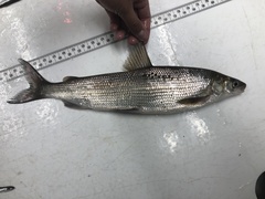 Coregonus clupeaformis