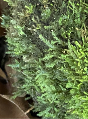 Pseudanomodon attenuatus