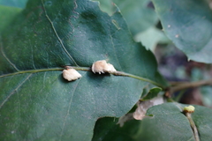 Callirhytis piperoides