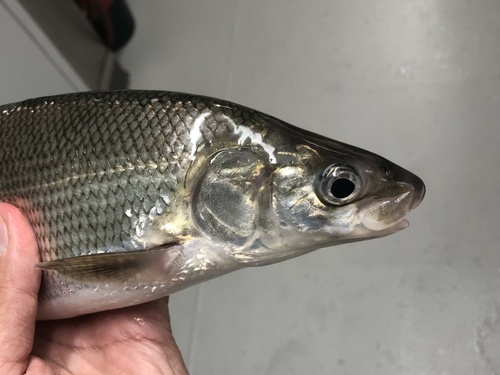 Lake Whitefish