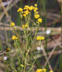 Euthamia occidentalis