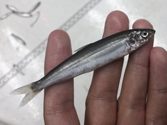 Coregonus artedi