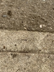 Chtonobdella limbata