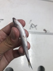 Coregonus artedi