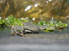 Grapsus tenuicrustatus