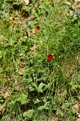 Potentilla atrosanguinea