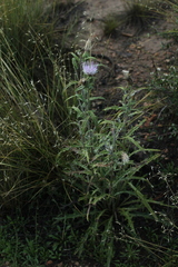 Cirsium wheeleri