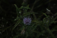 Cirsium wheeleri
