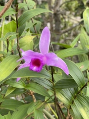 Sobralia