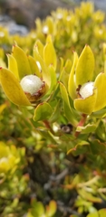 Leucadendron strobilinum