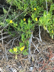 Roepera billardierei