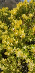 Leucadendron strobilinum