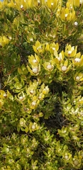 Leucadendron strobilinum