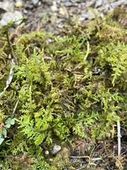 Thuidium delicatulum