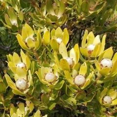 Leucadendron strobilinum