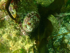 Haliotis kamtschatkana