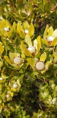 Leucadendron strobilinum