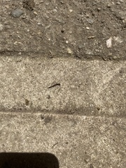 Chtonobdella limbata