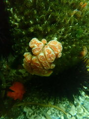 Aplidium californicum