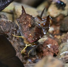 Hypanartia kefersteini