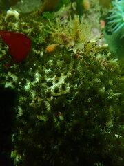Dodecaceria fewkesi