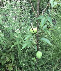 Passiflora incarnata
