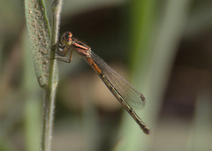 Ischnura perparva