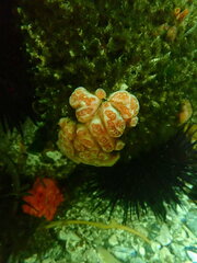 Aplidium californicum
