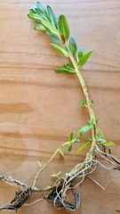 Lythrum hyssopifolia