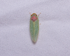 Gyponana octolineata