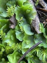 Pellia neesiana