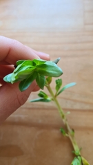 Lythrum hyssopifolia