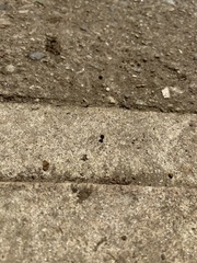 Chtonobdella limbata