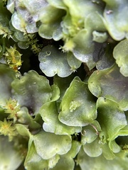 Pellia neesiana