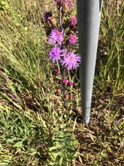 Liatris ligulistylis