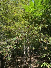 Carpinus caroliniana