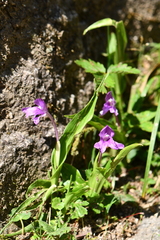 Roscoea alpina