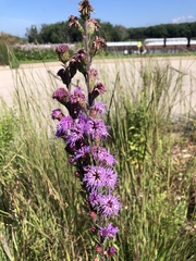 Liatris ligulistylis