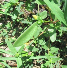 Portulaca umbraticola