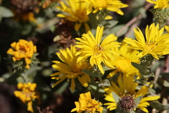 Grindelia stricta platyphylla