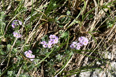 Androsace lanuginosa