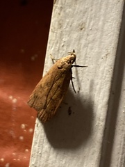 Machimia tentoriferella