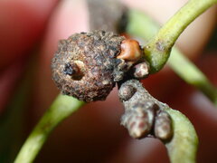 Callirhytis glandulus