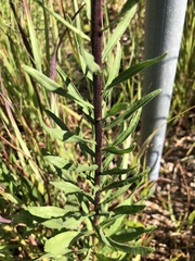 Liatris ligulistylis