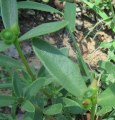 Portulaca umbraticola