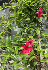 Mandevilla sanderi
