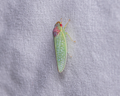 Gyponana octolineata