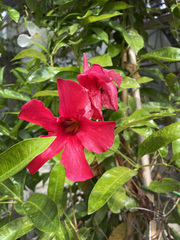 Mandevilla sanderi